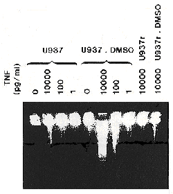 Effect of DMSO on TNF-induced DNA degradation in U937 cells